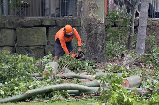 How Our Tree Care Process Works  in  Stratford, TX